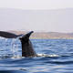 Sperm Whale Fluke, Oman