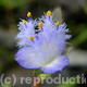 Monocot sp.