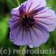 A Storksbill