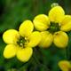 Himalayan Saxifrage