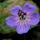 A Storksbill