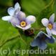 Boraginaceae