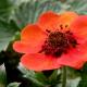 Geum sp.