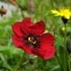 Geum sp.