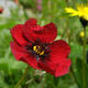 A Geum! Indian Himalayas