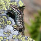 Rock Lizard, Pyrenees…