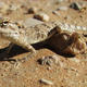 Toad-Headed Agama, desert,…