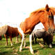 Pyrenean Horses