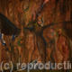 Venus rising-a Myth