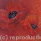 Poppies