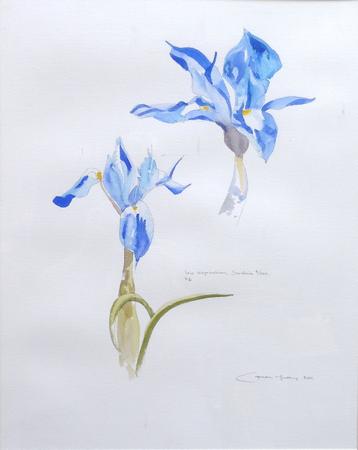 Iris Sysirhincium