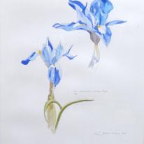 Iris Sysirhincium