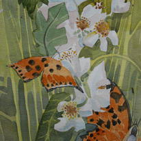 butterflies