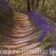 Bluebell Path