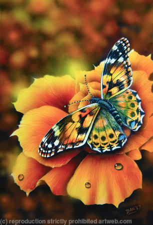 Painted Lady butterfly