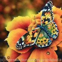 Painted Lady butterfly