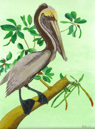 Brown Pelican