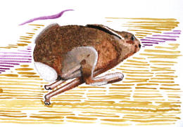 High Speed Hare
