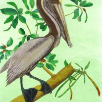 Brown Pelican