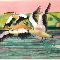 Three Pelicans
