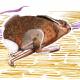 High Speed Hare | £30 | 30 x 21cm | Watercolour High Speed Hare