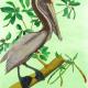 Brown Pelican | £120 | 30 x 42cm | Watercolour Brown Pelican