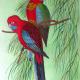 Red Parakeets | £85 | 30 x 42cm | Watercolour Red Parakeets