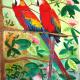 Two Macaws | £105 | 30 x 42cm | Watercolour Two Macaws