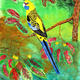 Yellow Parakeet | £54 | 30 x 42cm | Watercolour Yellow Parakeet