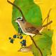 White crowned Sparrow