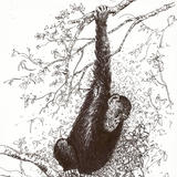 Chimp in the trees - Pen Drawing
