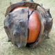 conker