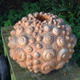 urchin
