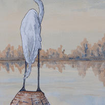 Envious Egret