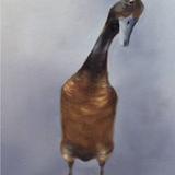 Runner Duck (Monty) - Giclee Mounted Print
