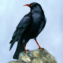 Cornish Chough
