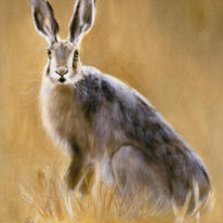 Brown Hare