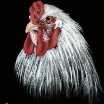 Cockerel Head