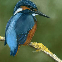 Kingfisher