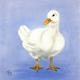 Blanche Duck