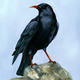 Cornish Chough