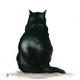Black Cat