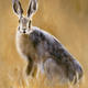 Brown hare