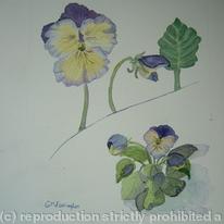Pansy