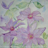 Clematis by kind permission of Dorothy Thomas