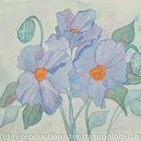 Blue Poppies