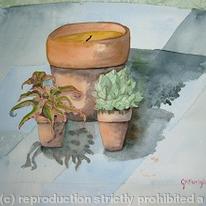 Cactus in pots