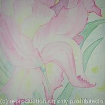 Iris Abstract