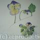 Pansy
