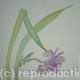 Purple Iris